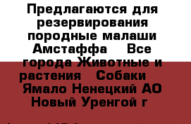 Предлагаются для резервирования породные малаши Амстаффа  - Все города Животные и растения » Собаки   . Ямало-Ненецкий АО,Новый Уренгой г.